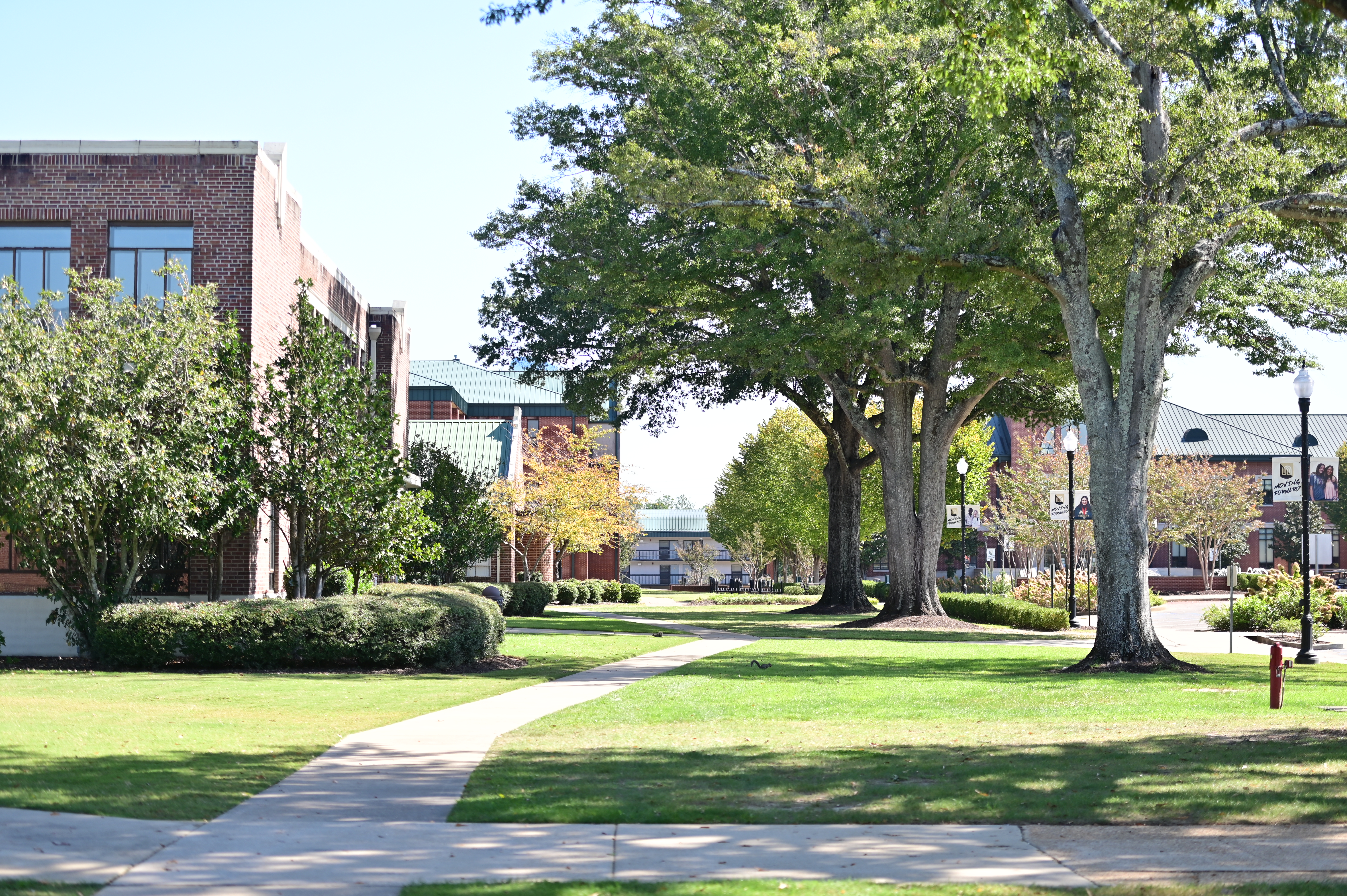 photo of trees along Cunningham Boulevard on NEMCC campus